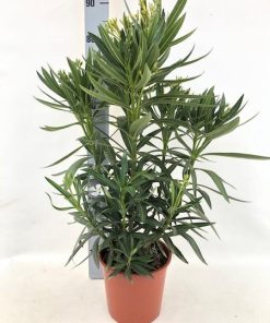 Nerium Oleander „struik“ – WIT – Ø20cm – ↕80cm