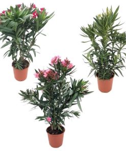 Nerium Oleander Mix – Struik – 1 Stück – Ø20cm – ↕80cm