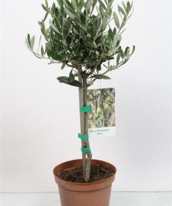 Olivenbaum – Olea europaea – Stamm – Ø 15 cm – ↕ 55 cm