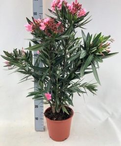 Nerium Oleander „struik“ – ROZE – Ø20cm – ↕80cm