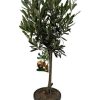 Olivenbaum – Olea Europea P15 Stamm – Ø15 cm – ↕55 cm