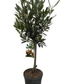 Olivenbaum – Olea Europea P15 Stamm – Ø15 cm – ↕55 cm