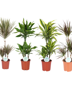 Dracaena Dreams – 4 Stücke – Ø21cm – ↕90-95cm