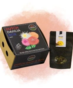 Flowerbulbs Amsterdam – Dutch Dahlia Box M, set van 4 dahlia’s + Mango Kokos Thee, geschenk