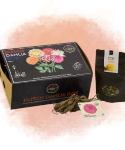 Flowerbulbs Amsterdam – Dutch Dahlia Box L, set van 6 dahlia’s + Mango Kokos Thee, geschenk