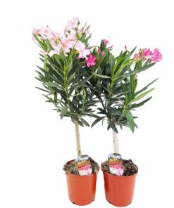 Nerium Oleander op Stam – 2 Stücke – Ø17cm – ↕80cm