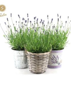 Lavandula Ang. Felice in Added Value Mix – 3 Stücke – Ø15cm – ↕35cm