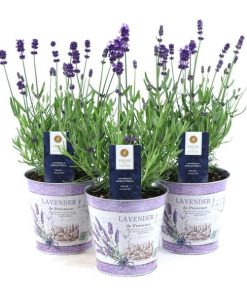 Lavandula Ang. Felice in Zinc Lavender – 3 Stücke – Ø12cm – ↕30cm