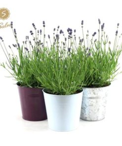 Lavandula Ang. Felice in Zinc Mix – 3 Stücke – Ø17cm – ↕35cm