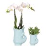 Kolibri Company – Pflanzenset Fish Türkis | Set mit weißer Phalaenopsis Orchidee Amabilis Ø9 cm und grüner Sukkulente Crassula Hobbit Ø6 cm | Inklusive türkisfarbener Keramik-Ziertöpfe