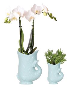 Kolibri Company – Pflanzenset Fish Türkis | Set mit weißer Phalaenopsis Orchidee Amabilis Ø9 cm und grüner Sukkulente Crassula Hobbit Ø6 cm | Inklusive türkisfarbener Keramik-Ziertöpfe