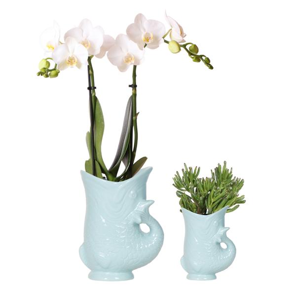 Kolibri Company – Pflanzenset Fish Türkis | Set mit weißer Phalaenopsis Orchidee Amabilis Ø9 cm und grüner Sukkulente Crassula Hobbit Ø6 cm | Inklusive türkisfarbener Keramik-Ziertöpfe