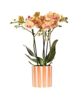 Kolibri Orchids | Orange Phalaenopsis Orchidee – Bolzano + Painted Stripe Topf Orange – Topfgröße Ø9 cm | Blühende Zimmerpflanze – Frisch vom Züchter