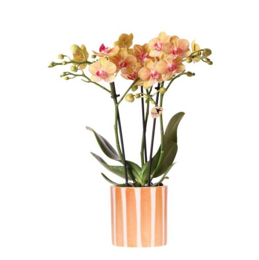 Kolibri Orchids | Orange Phalaenopsis Orchidee - Bolzano + Painted Stripe Topf Orange - Topfgröße Ø9 cm | Blühende Zimmerpflanze - Frisch vom Züchter