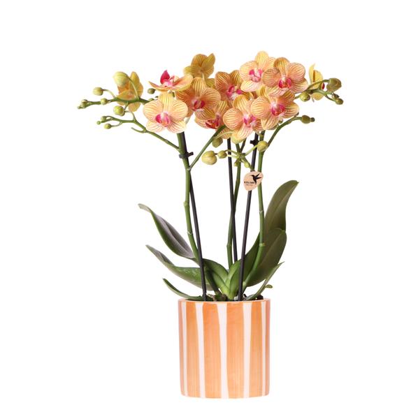 Kolibri Orchids | Orange Phalaenopsis Orchidee – Bolzano + Painted Stripe Topf Orange – Topfgröße Ø9 cm | Blühende Zimmerpflanze – Frisch vom Züchter