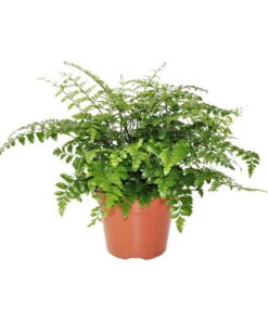 Asplenium Parvati Ø17cm – ↕30cm