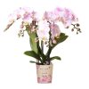 Kolibri Orchids | Rosa Phalaenopsis Orchidee – Portugal – Topfgröße Ø9 cm | Blühende Zimmerpflanze – Frisch vom Züchter