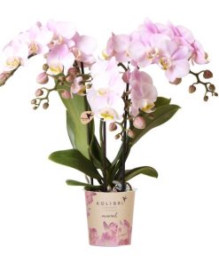 Kolibri Orchids | Rosa Phalaenopsis Orchidee – Portugal – Topfgröße Ø9 cm | Blühende Zimmerpflanze – Frisch vom Züchter