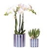 Kolibri Orchids | Set aus weißer Phalaenopsis Orchidee Amabilis und Sukkulente Crassula Hobbit im blauen Painted Stripe Topf – Topfgröße Ø9 cm + Ø6 cm | Blühende Zimmerpflanze – Frisch vom Züchter