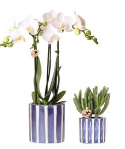 Kolibri Orchids | Set aus weißer Phalaenopsis Orchidee Amabilis und Sukkulente Crassula Hobbit im blauen Painted Stripe Topf – Topfgröße Ø9 cm + Ø6 cm | Blühende Zimmerpflanze – Frisch vom Züchter