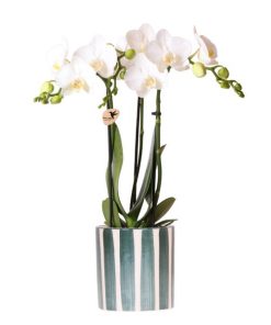 Kolibri Orchids | Weiße Phalaenopsis Orchidee Amabilis + Painted Stripe Topf Grün – Topfgröße Ø9 cm | Blühende Zimmerpflanze – Frisch vom Züchter