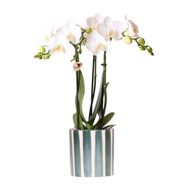 Kolibri Orchids | Weiße Phalaenopsis Orchidee Amabilis + Painted Stripe Topf Grün – Topfgröße Ø9 cm | Blühende Zimmerpflanze – Frisch vom Züchter