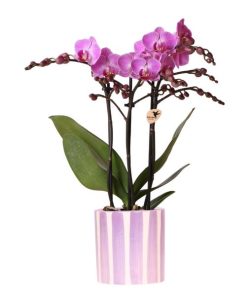 Kolibri Orchids | Lila Phalaenopsis Orchidee Vienna + Painted Stripe Topf Lila – Topfgröße Ø9 cm | Blühende Zimmerpflanze – Frisch vom Züchter