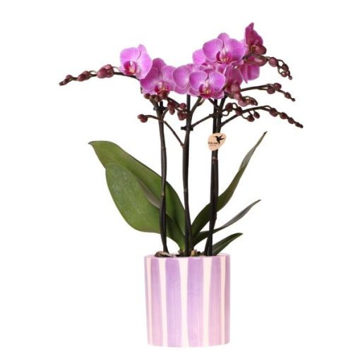 Kolibri Orchids | Lila Phalaenopsis Orchidee Vienna + Painted Stripe Topf Lila - Topfgröße Ø9 cm | Blühende Zimmerpflanze - Frisch vom Züchter