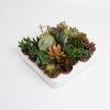 *AKTION JULI* Succulenten Mix – 20 Stücke – Ø5,5cm – ↕10cm