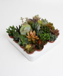 *AKTION JULI* Succulenten Mix – 20 Stücke – Ø5,5cm – ↕10cm