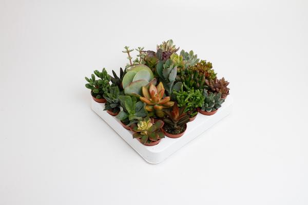 *AKTION JULI* Succulenten Mix – 20 Stücke – Ø5,5cm – ↕10cm