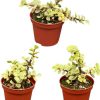 Sukkulenten – Portulacaria Afra – 8,5 cm Ø – ↕️ 10-20 cm – 3 Stück