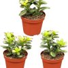 Sukkulenten – Crassula Minor – Ø8,5 cm – ↕️10-17 cm – 3 Stück