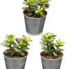 Sukkulenten – Crassula Minor – Ø8,5 cm – ↕️10-17 cm – 3 Stück – Zink-Töpfe