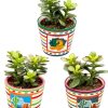 Sukkulenten – Crassula Minor – Ø8,5 cm – ↕️10-17 cm – 3 Stück – Mexiko-Töpfe