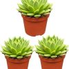 Sukkulenten – Echeveria Agavoides – Ø8,5 cm – ↕️9-14 cm – 3 Stück