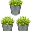 Sukkulenten – Echeveria Agavoides – Ø8,5 cm – ↕️9-14 cm – 3 Stück – Zink-Töpfe