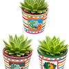 Sukkulenten – Echeveria Agavoides – Ø8,5 cm – ↕️9-14 cm – 3 Stück – Mexiko-Töpfe