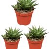 Sukkulente – Hawortia Limifolia- Ø8,5 cm- ↕️10-15 cm – 3 Stück