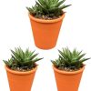 Succulent- Hawortia Limifolia- Ø8,5 cm- ↕️10-15 cm- 3 Stück – Terracotta-Töpfe