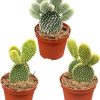 Cactus- opuntia microdasys- Kaktus – Opuntia microdasys – Ø8,5 cm – ↕️15-20 cm – 3 Stück