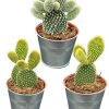 Kaktus – Opuntia microdasys (Engelsflügel-Kaktus oder Bunny-Ear-Kaktus) – Ø8,5 cm – ↕️15-20 cm – 3 Stück – Zinktöpfe