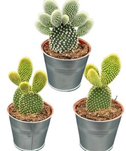 Kaktus – Opuntia microdasys (Engelsflügel-Kaktus oder Bunny-Ear-Kaktus) – Ø8,5 cm – ↕️15-20 cm – 3 Stück – Zinktöpfe