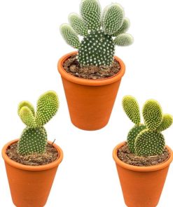 Kaktus – Opuntia microdasys (Engelsflügel-Kaktus oder Goldopuntie) – Ø8,5 cm – ↕️15-20 cm hoch – 3 Stück – Terrakotta-Töpfe