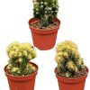 Cactus- Rotsen mix- Ø 8,5 cm- ↕️13-17 cm – 3 Stück