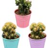 Cactus- Rotsen mix – Ø 8,5 cm – ↕️13-17 cm hoch – 3 Stück – Farbige Zinktöpfe