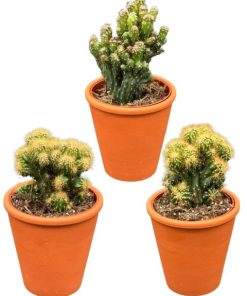 Cactus- Rotsen mix – 8,5 cm Ø – ↕️13-17 cm – 3 Stück – Terrakotta