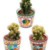 Cactus- Rotsen mix- Ø8,5 cm – ↕️13-17 cm- 3 stuks – Mexico – Rotsen Mix: 3 Stück