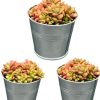 Succulenten- Anacampseros Rufescens Varigata- Ø8,5 cm- ↕️8-10 cm hoog- 3 stuks – Zink – Anacampseros Rufescens Variegata: 3 Mini-Sukkulenten im Zink-Look