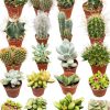 Cactus en succulenten mix- Ø5,5 cm- ↕️5-10 cm hoog- 40 stuks – Kakteen und Sukkulenten Mix: 40 Pflanzen für ein exotisches Flair